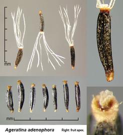   Fruits:   Ageratina   adenophora ; Photo by J. Scher, Federal Noxious Weed Disseminules of the US
